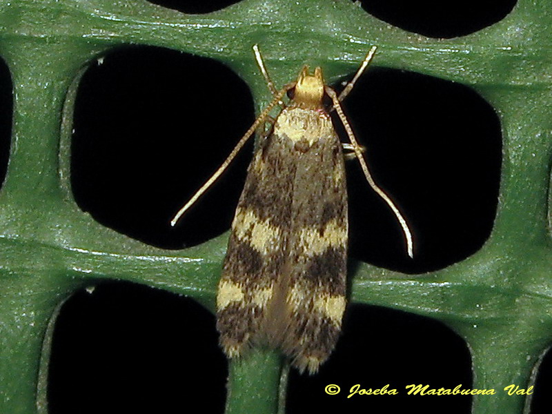 Cfr. Oegoconia quadripuncta - Autostichidae